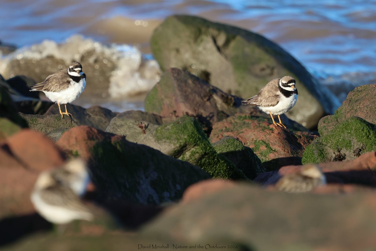 dbminshall's tweet photo. Nice taking a sunny early morning walk recently alongside the Severn Estuary, between New Passage and Severn Beach, and enjoy seeing the shorebirds. Just after high tide, they were roosting fairly close in. Ringed Plover and Dunlin pictured. (09.09.26) #severnside @bristolbirding https://t.co/xCft685qMd