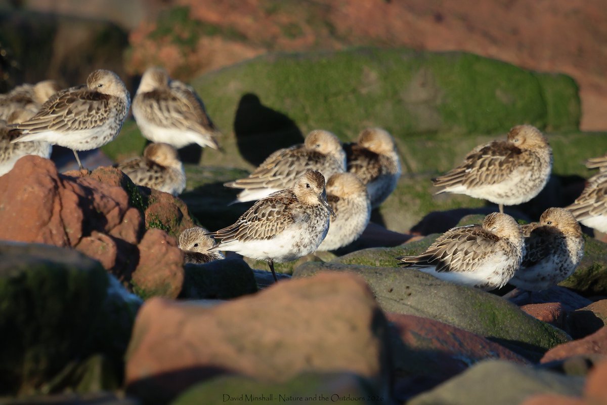 dbminshall's tweet photo. Nice taking a sunny early morning walk recently alongside the Severn Estuary, between New Passage and Severn Beach, and enjoy seeing the shorebirds. Just after high tide, they were roosting fairly close in. Ringed Plover and Dunlin pictured. (09.09.26) #severnside @bristolbirding https://t.co/xCft685qMd