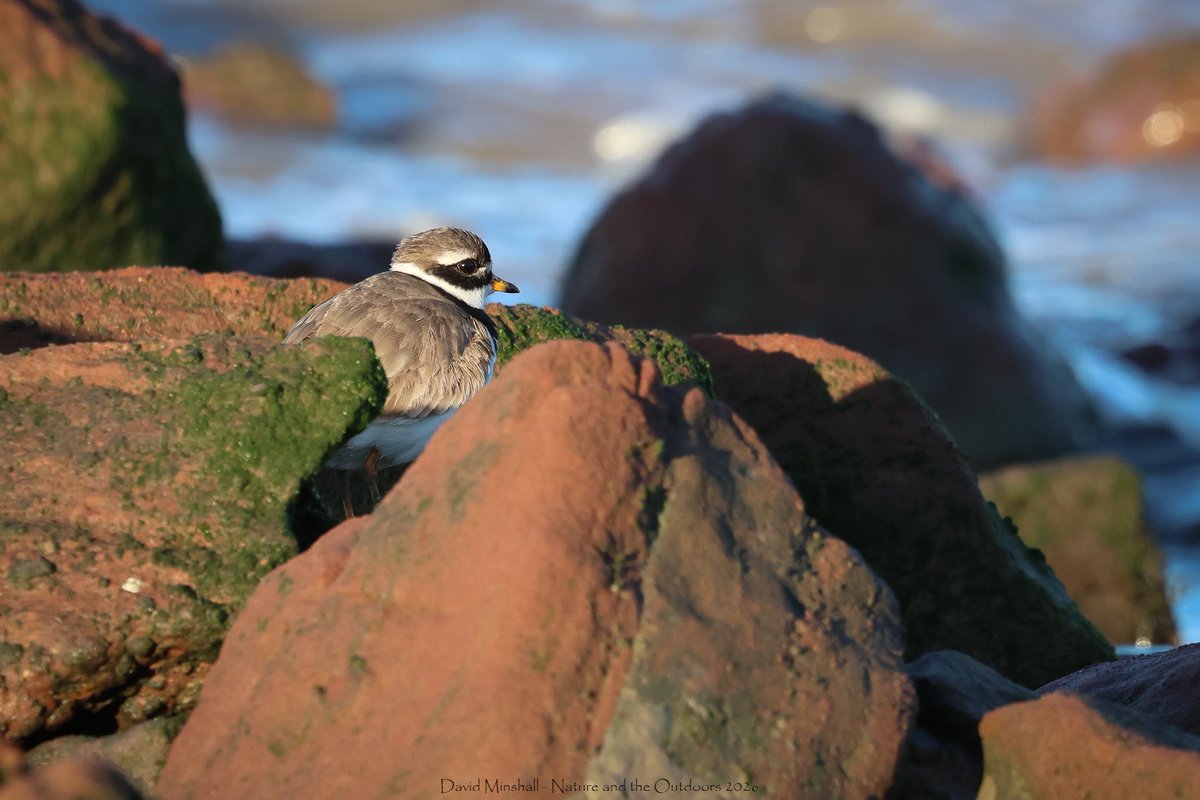 dbminshall's tweet photo. Nice taking a sunny early morning walk recently alongside the Severn Estuary, between New Passage and Severn Beach, and enjoy seeing the shorebirds. Just after high tide, they were roosting fairly close in. Ringed Plover and Dunlin pictured. (09.09.26) #severnside @bristolbirding https://t.co/xCft685qMd