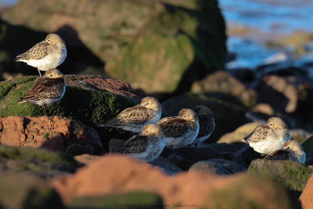 dbminshall's tweet photo. Nice taking a sunny early morning walk recently alongside the Severn Estuary, between New Passage and Severn Beach, and enjoy seeing the shorebirds. Just after high tide, they were roosting fairly close in. Ringed Plover and Dunlin pictured. (09.09.26) #severnside @bristolbirding https://t.co/xCft685qMd