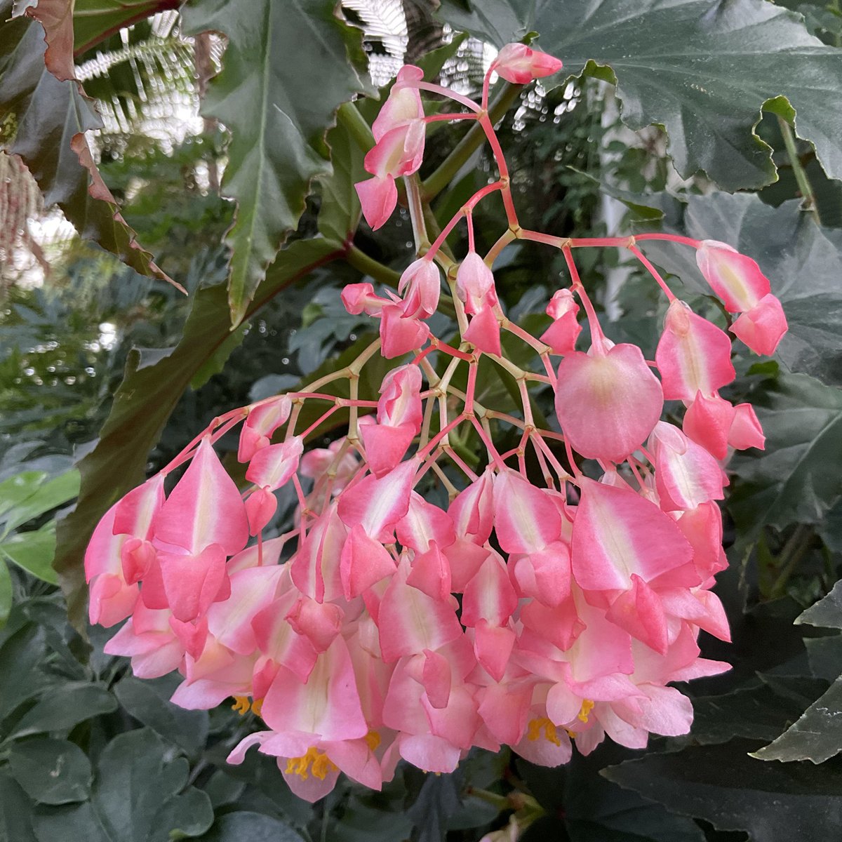 Simoncitizen's tweet photo. @Skog200 Hi @Skog200 Photographed this at @RHSWisley in the #GlassHouse Believe it’s related if not a #begonia https://t.co/pFHhSoCjsB