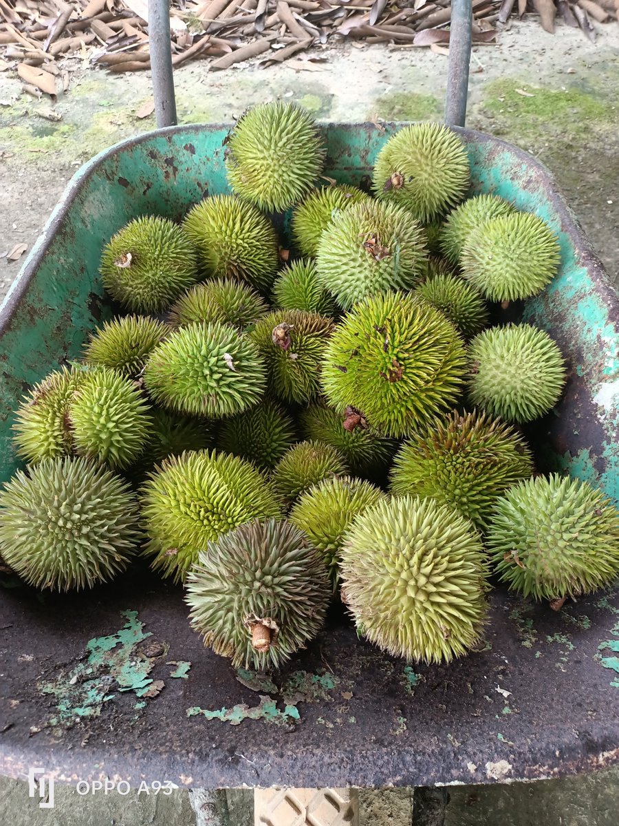 sumbai4's tweet photo. Fruits Season of Sept 2026. Dabai - only for home consumption. Isu - sold in Sarikei https://t.co/LbcXq2oBOP
