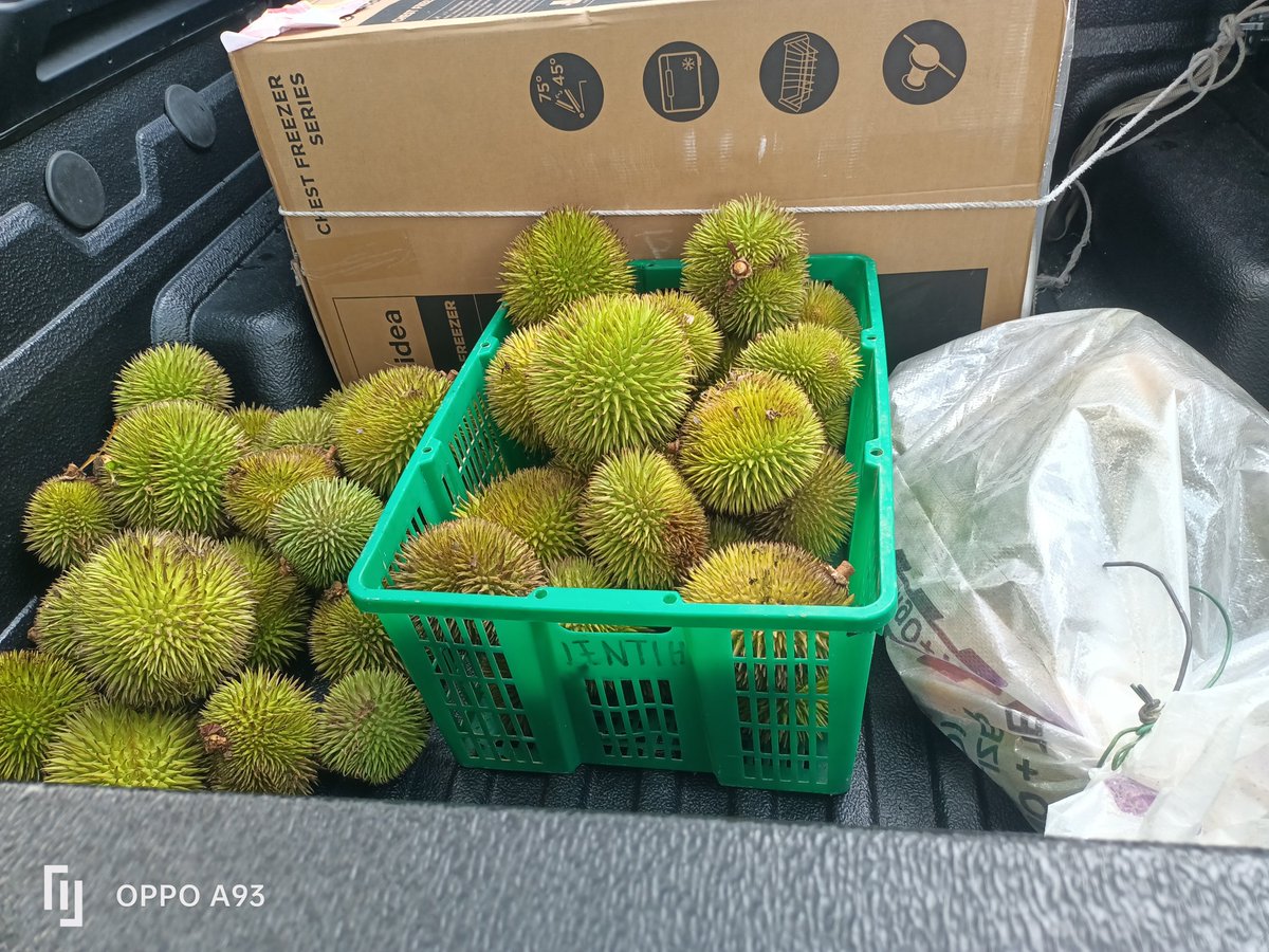 sumbai4's tweet photo. Fruits Season of Sept 2026. Dabai - only for home consumption. Isu - sold in Sarikei https://t.co/LbcXq2oBOP