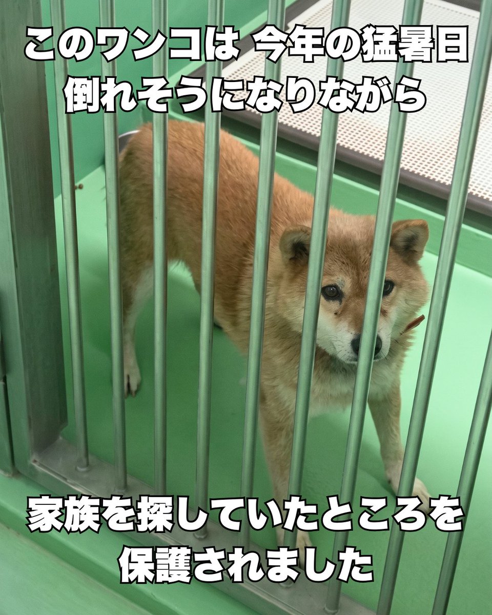 PeaceWankoJapan's tweet photo. 家族に会いたい。私の願いは、叶わない。(1/4)
#ピースワンコ #犬 https://t.co/6sSHzk1Zan