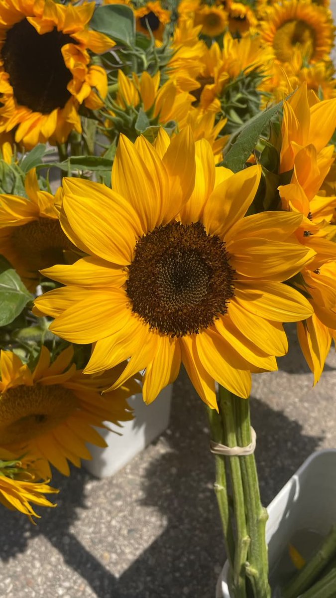 sunflowerchives's tweet photo. Yellow just makes everything feel a little happier. https://t.co/HRTFoElzSM