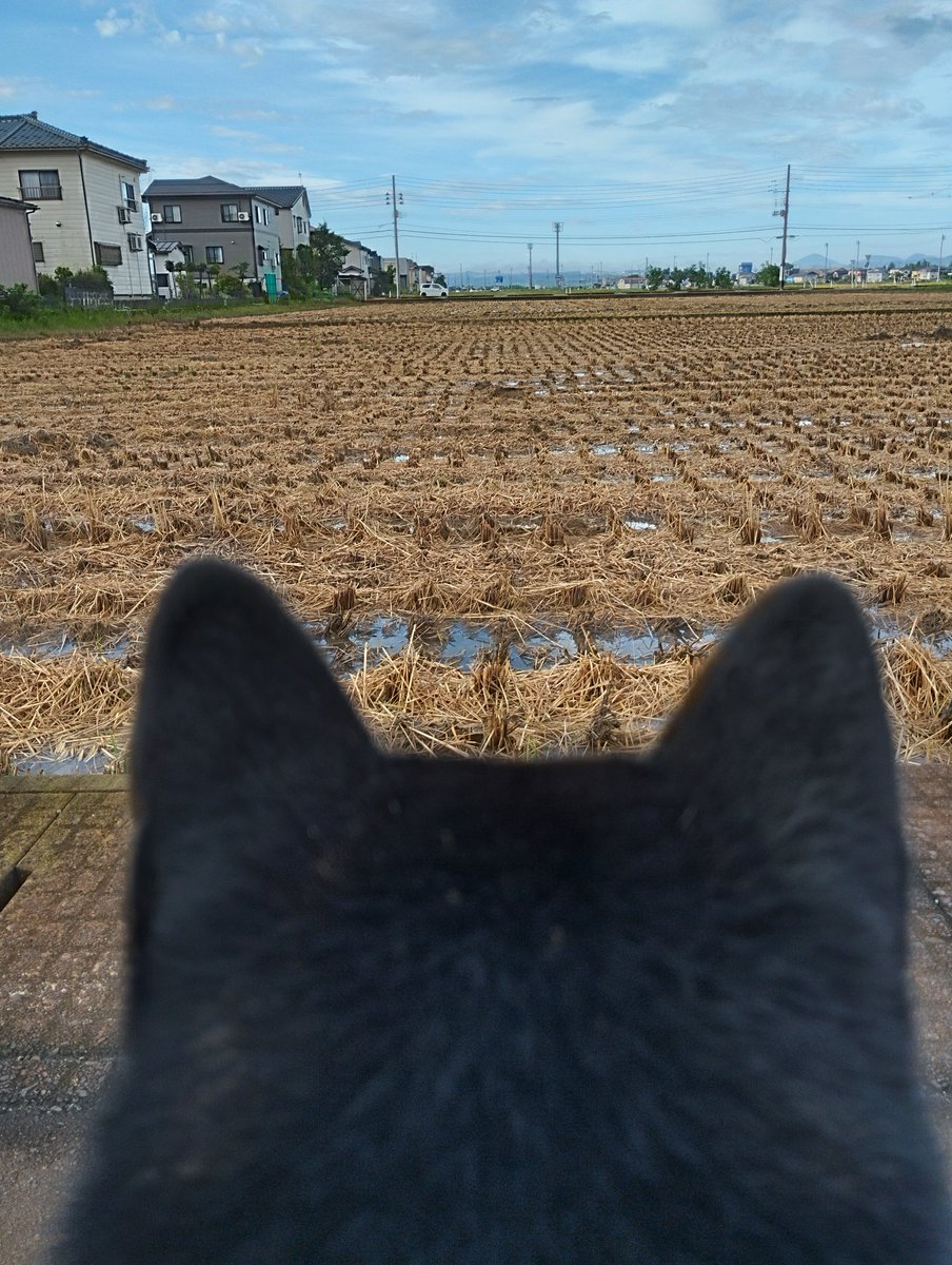sirosibarin's tweet photo. 稲刈り終わってた！
新米楽しみ。 https://t.co/3NmD4kEsgu