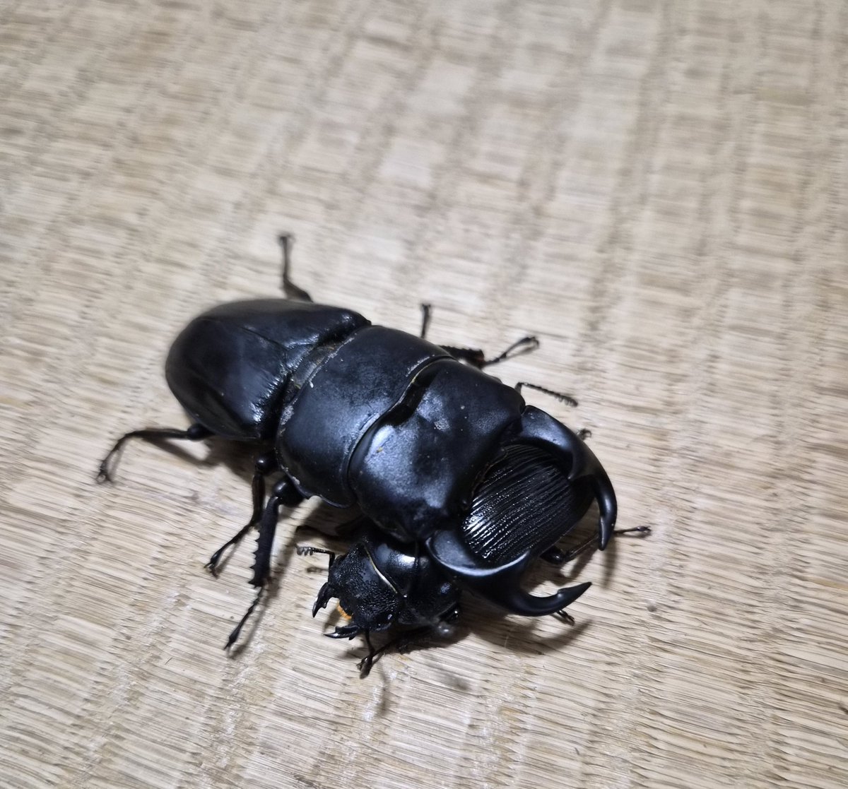11D086pXRY8708's tweet photo. パリーオオクワのハンドペアリング🤩
オオクワは本当に紳士ですな。
#クワガタ
#パリーオオクワガタ https://t.co/ewN2pCmcZF