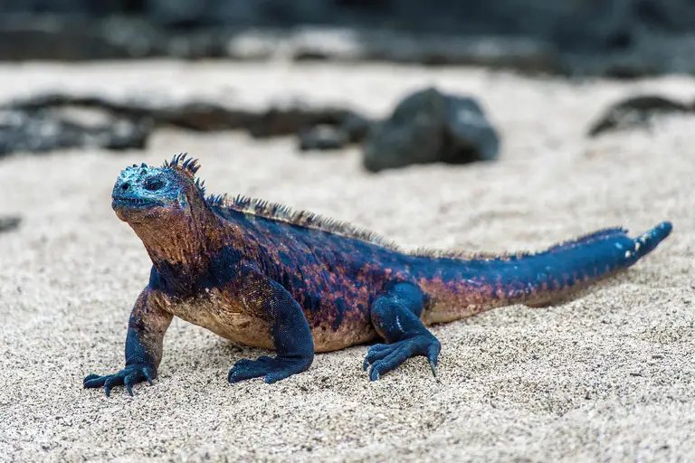 Yang__Lili's tweet photo. La iguana marina de Galápagos, es linda y le gustaría 100% a Han
#SKZenEcuador
#EcuadorNeedsStrayKids
#BringSKZToEcuador
#RunitEcuador
@jypnation @Stray_Kids https://t.co/XKNHzp2Dk4