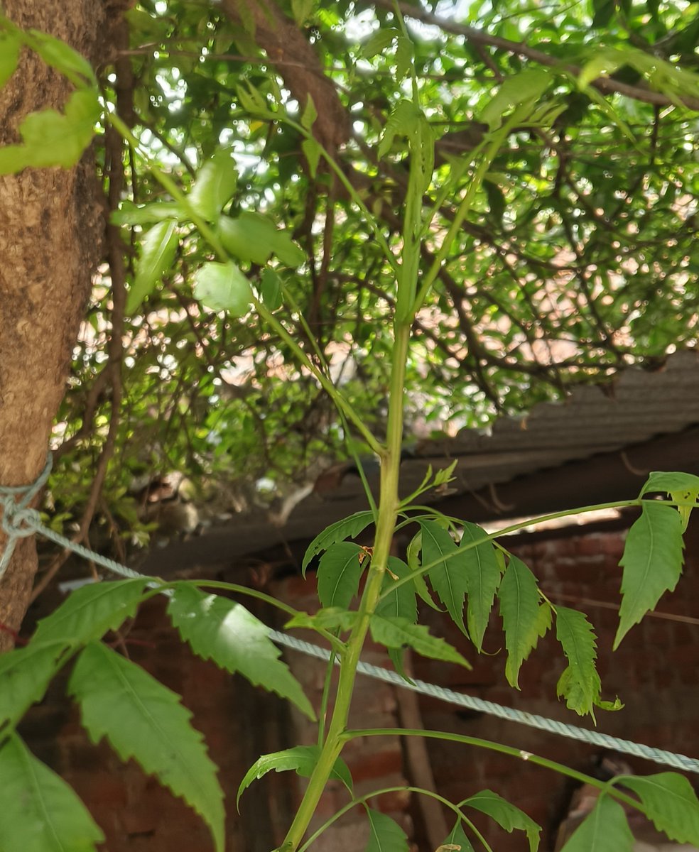 OfficeOfCRSY's tweet photo. Hey @grok, what is the secret behind the sweet and bitter varieties of neem? And what are they both used for? https://t.co/yAb7PsVAZC