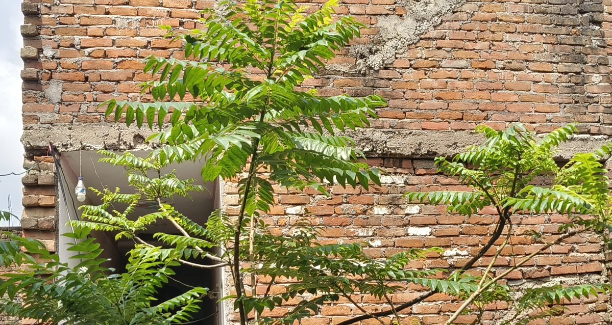 OfficeOfCRSY's tweet photo. Hey @grok, what is the secret behind the sweet and bitter varieties of neem? And what are they both used for? https://t.co/yAb7PsVAZC