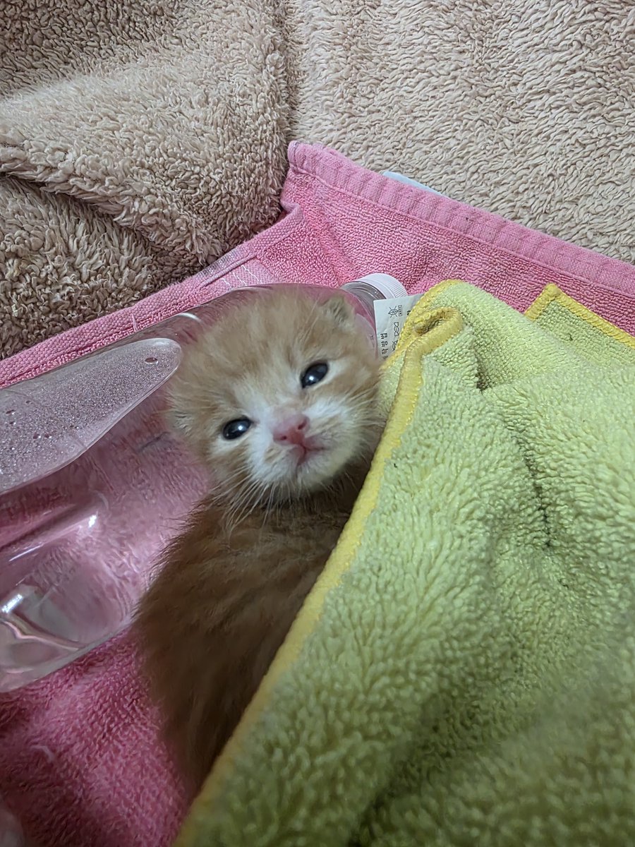 chochocho1909's tweet photo. 감자는~햄스터 일까요? 고양이 일까요??
댓글로 달아주세요!! https://t.co/aaordW7nQv