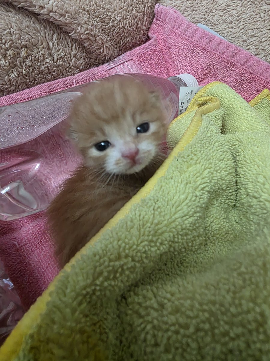 chochocho1909's tweet photo. 감자는~햄스터 일까요? 고양이 일까요??
댓글로 달아주세요!! https://t.co/aaordW7nQv