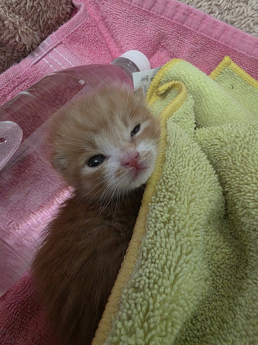 chochocho1909's tweet photo. 감자는~햄스터 일까요? 고양이 일까요??
댓글로 달아주세요!! https://t.co/aaordW7nQv
