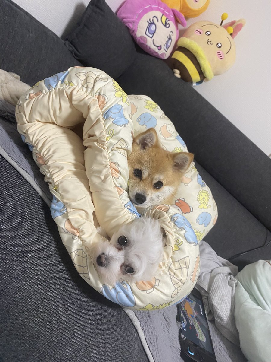 mphtfft's tweet photo. ぽぽを追い出して中に入りたいむぎ https://t.co/1rrbUFvndL