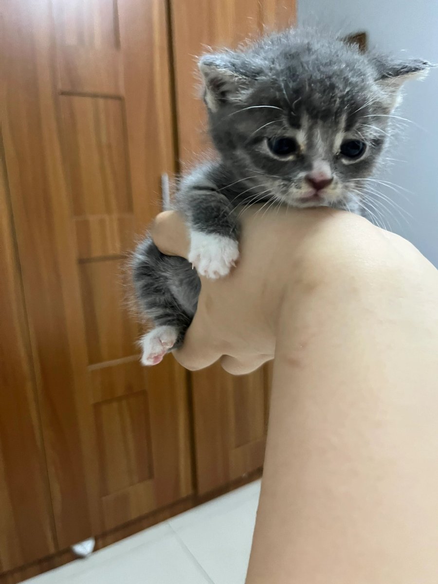 trens399925's tweet photo. Watch my tiny furball turn into a big cuddle bug in 1 year  Growth hits different when it’s your bestie! https://t.co/WdCFnUWY29