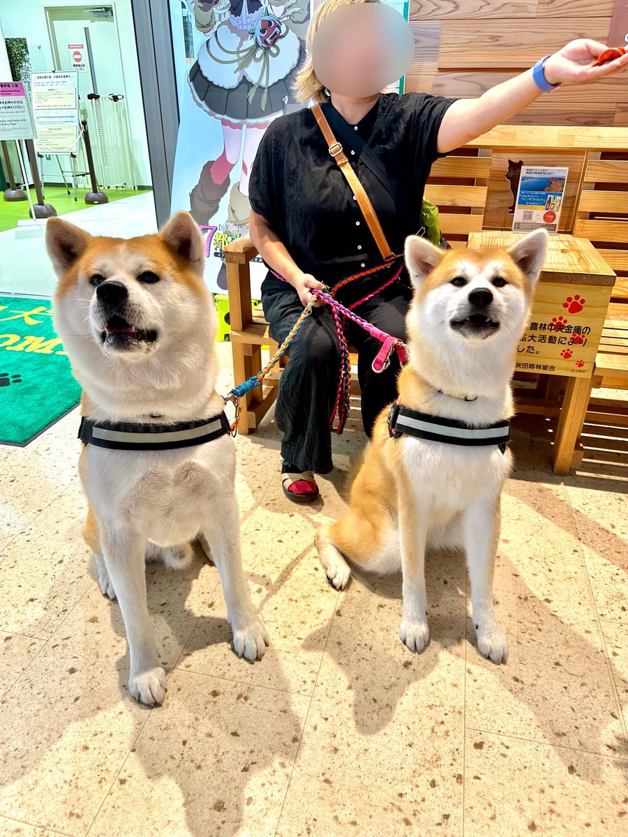 odate_akitainu's tweet photo. 【 おともだちと再会 】
左←朱くん  Akeru 3歳  
右→つづりちゃん   1歳
おかえり！まだ帰ってきてたんへ💜 

#秋田犬の里 #Akitadogvisitorcenter #Akita #akitadogs #Odate #愛犬自慢 #忠犬ハチ公 #ふるさと #大館市 #あきたいぬ #秋田犬 https://t.co/R34PCcZfIh