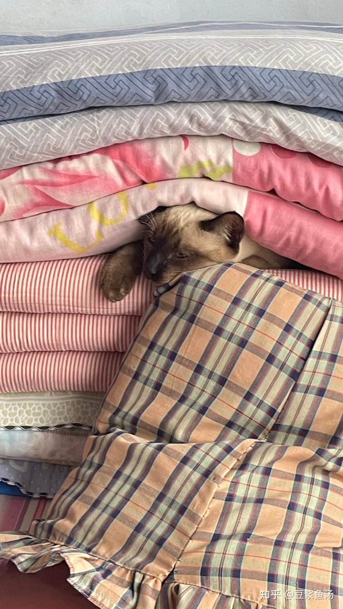 idaez396017's tweet photo. Just spotted my cat "helping" me fold laundry—she claimed the fuzzy sock as her personal napping mat ， https://t.co/nTJXSp3wze