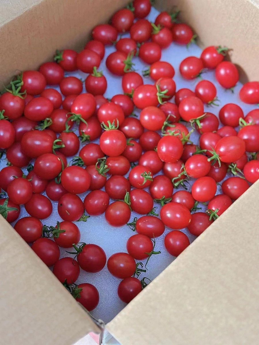 SEbvS4T4KqqXXZO's tweet photo. @foodlovers_es  Descubramos los tomates cherry ecológicos de mercado local! Sabor dulce, jugosos y sin aditivos: ideales para ensaladas o snacks.  #测评食材 https://t.co/t00HAeMEZ0