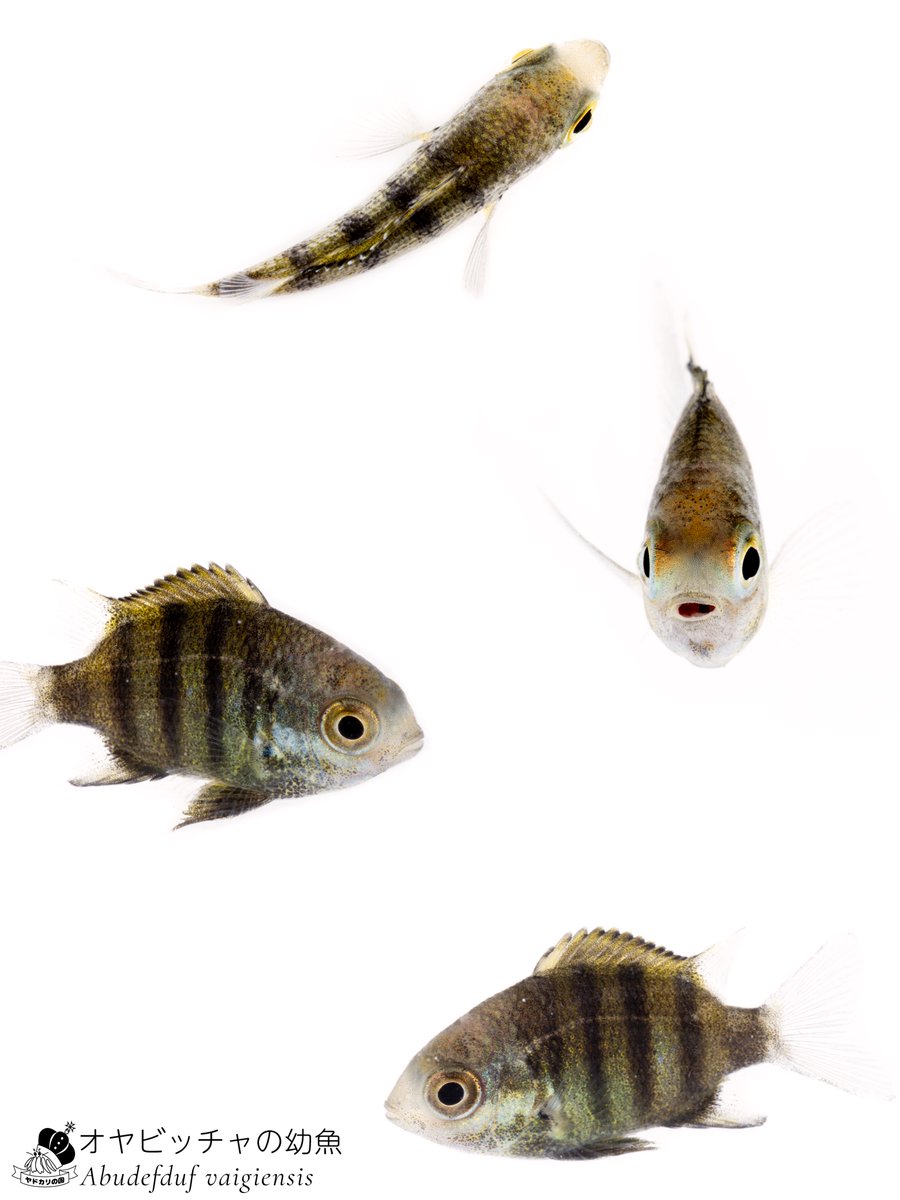 K_theHermit's tweet photo. 一日一種

磯にいるよくいるあの魚🐟 https://t.co/hm47irRcQz
