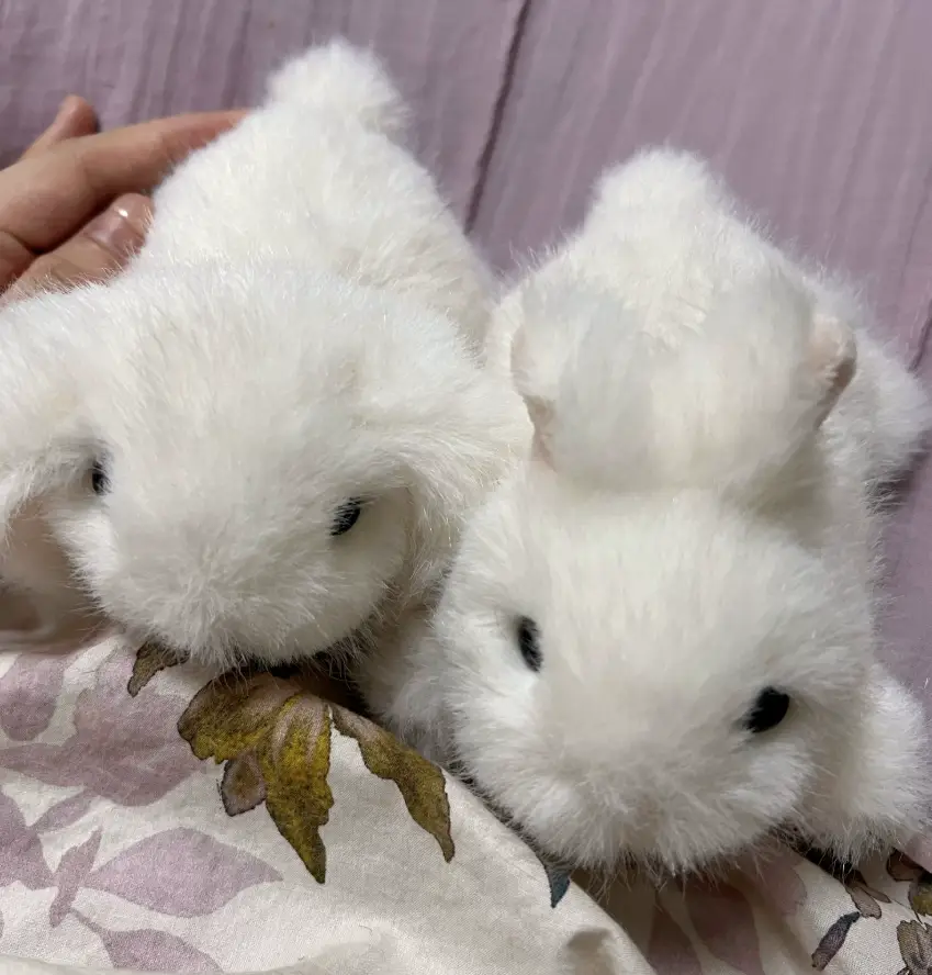 RiRisomsom's tweet photo. 15cm 인형 ) 수제 아기 토끼 마스코트 예약폼

RT+폼 참여 2분께 토끼용 턱받이도 함께 보내드려요.

새로운 친구들이 추가 되었습니다!
11월 출고 예정이며, 수량 소진시 조기 마감 될 수 있습니다.

주의사항을 정독 후 구매부탁드립니다.

https://t.co/n9NGNW8nNV https://t.co/Io6lQm2zG7