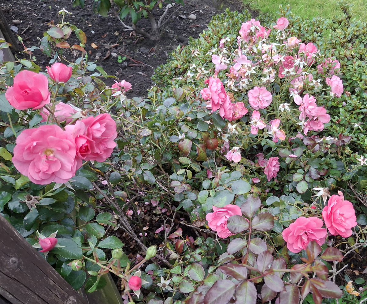 CAYMUSOCAUGHEY's tweet photo. @CAYMUSOCAUGHEY π¦
Random Roses
#Random #Flower #Flowers #WildFlowers #GardenFlowers #Nature #FlowersOfTwitter #LittleThingsMatter #Garden #Gardens #Gardening #Rose #Roses #Rosebud #Rosebuds #RoseBush #RoseBushes #RosesOfTwitter #Plant #Plants #Bush #Bushes https://t.co/DEY9FZBYzt