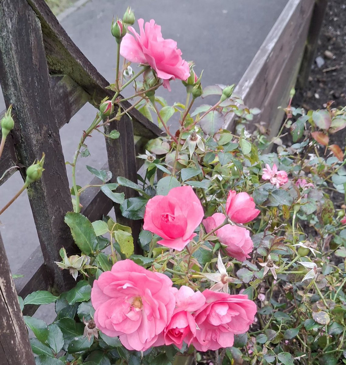 CAYMUSOCAUGHEY's tweet photo. @CAYMUSOCAUGHEY π¦
Random Roses
#Random #Flower #Flowers #WildFlowers #GardenFlowers #Nature #FlowersOfTwitter #LittleThingsMatter #Garden #Gardens #Gardening #Rose #Roses #Rosebud #Rosebuds #RoseBush #RoseBushes #RosesOfTwitter #Plant #Plants #Bush #Bushes https://t.co/DEY9FZBYzt