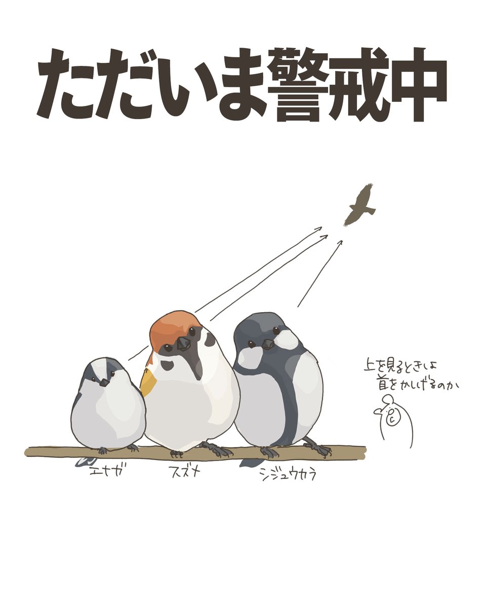 kumasuke902's tweet photo. 鳥たちがかわいくポーズをとってるのではなく、上空の異変に警戒中...

鳥たちは目玉が顔の横についているし、人間のようには動きません。だから、上を見るときにはこのように首を傾げます。

人間目線だと首を傾げた微笑ましい姿に見えるけど、本人たちはいつ襲われるかわからない、ドッキドキの状態なのかもしれません。
