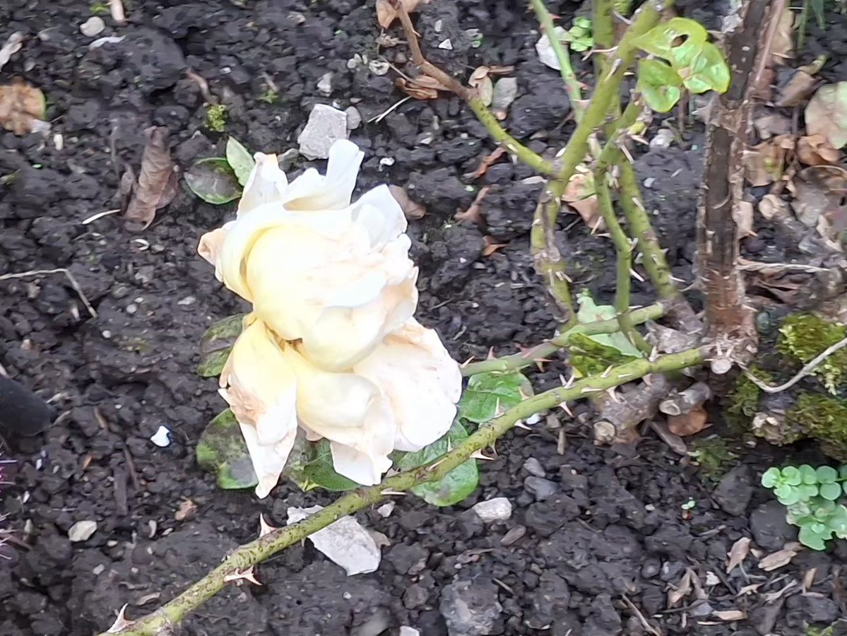 CAYMUSOCAUGHEY's tweet photo. @CAYMUSOCAUGHEY π¦
Random Roses
#Random #Flower #Flowers #WildFlowers #GardenFlowers #Nature #FlowersOfTwitter #LittleThingsMatter #Garden #Gardens #Gardening #Rose #Roses #Rosebud #Rosebuds #RoseBush #RoseBushes #RosesOfTwitter #Plant #Plants #Bush #Bushes https://t.co/WpAau8reDY
