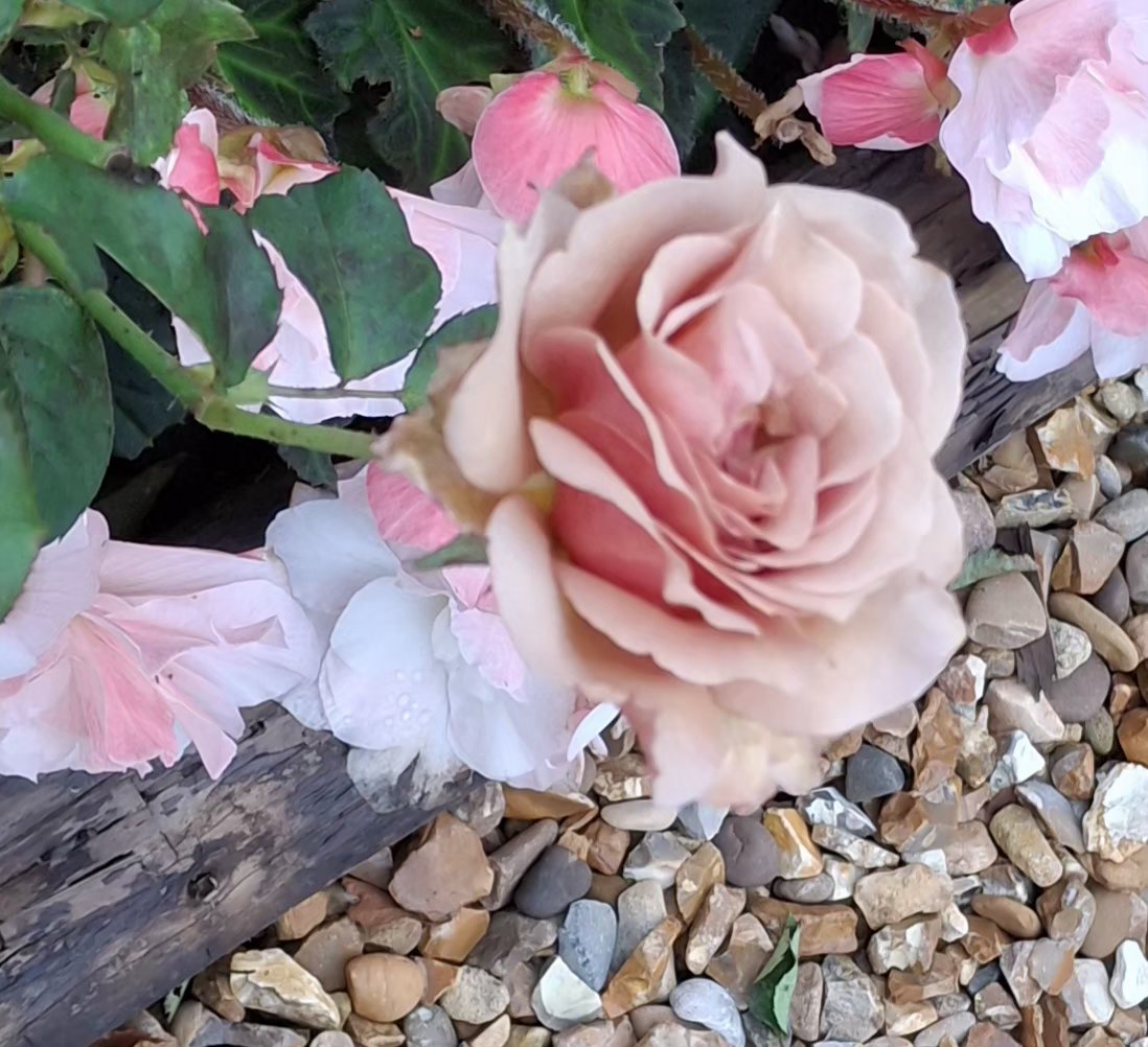 CAYMUSOCAUGHEY's tweet photo. @CAYMUSOCAUGHEY π¦
Random Roses
#Random #Flower #Flowers #WildFlowers #GardenFlowers #Nature #FlowersOfTwitter #LittleThingsMatter #Garden #Gardens #Gardening #Rose #Roses #Rosebud #Rosebuds #RoseBush #RoseBushes #RosesOfTwitter #Plant #Plants #Bush #Bushes https://t.co/UdxDiGfuvn