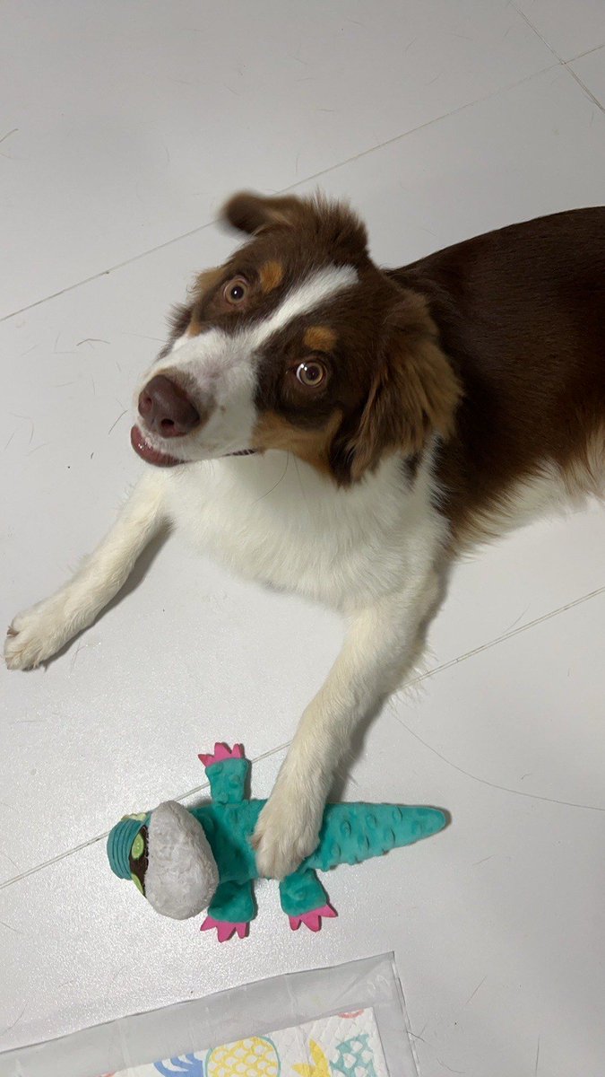 creak987390's tweet photo. Puppy update  3 months to 6 months—now that little furball’s got zoomies, steals socks, and my heart is twice as full. Best little chaos sidekick ever!， https://t.co/ezr0sPPoam