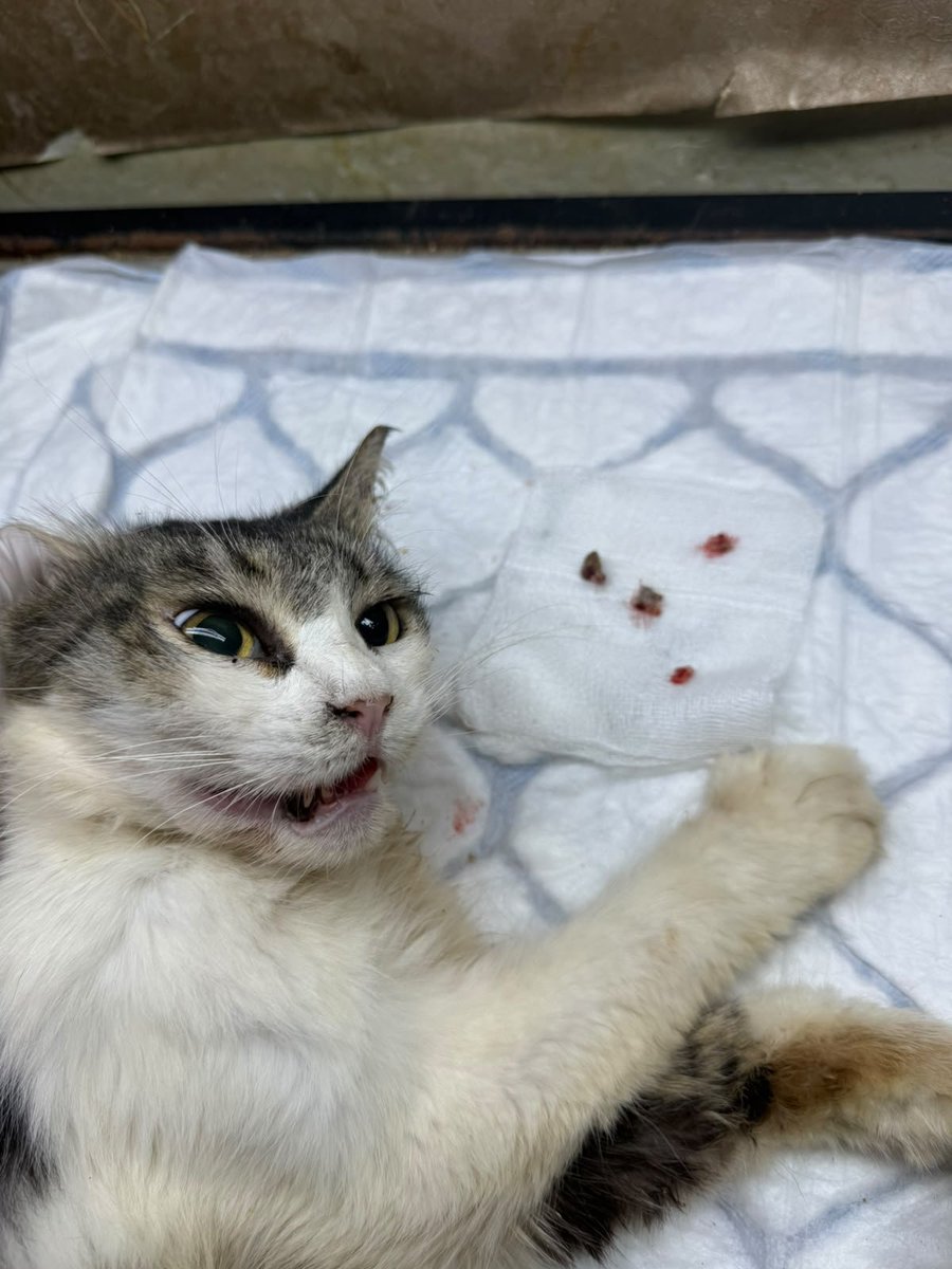 housepawshelter's tweet photo. Update on Barbie Doll ❤️
Barbie has had her surgery, and she’s doing well! 🥹❤️
Thank you so much for your kindness, love, and support. Your support means the world to us. May GOD bless you.
#Catsociety
#CatsOnX #catsfollowers #CatsLover #PawParent #story #help #donate https://t.co/xVYbsjucgJ