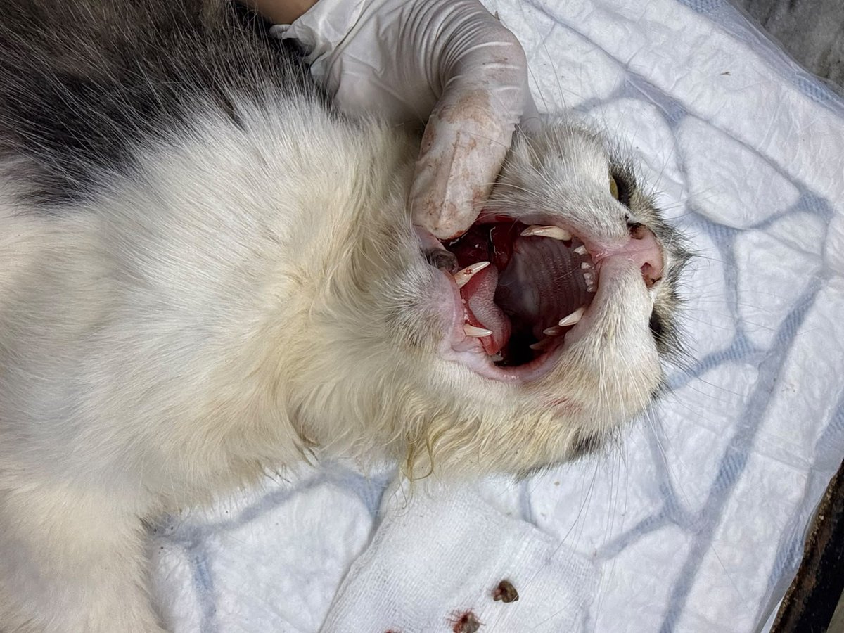 housepawshelter's tweet photo. Update on Barbie Doll ❤️
Barbie has had her surgery, and she’s doing well! 🥹❤️
Thank you so much for your kindness, love, and support. Your support means the world to us. May GOD bless you.
#Catsociety
#CatsOnX #catsfollowers #CatsLover #PawParent #story #help #donate https://t.co/xVYbsjucgJ