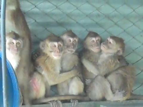 Action4Primates's tweet photo. Shame on SkyTaxi- currently en route to @ATLairport from #Mauritius with, we suspect, hundreds of long-tailed #macaques imprisoned on board, destined for US animal testing labs. This is the third monkey  transport by #SkyTaxi in 8 days. A despicable trade in monkeys' lives. https://t.co/HdaKuLN2aO