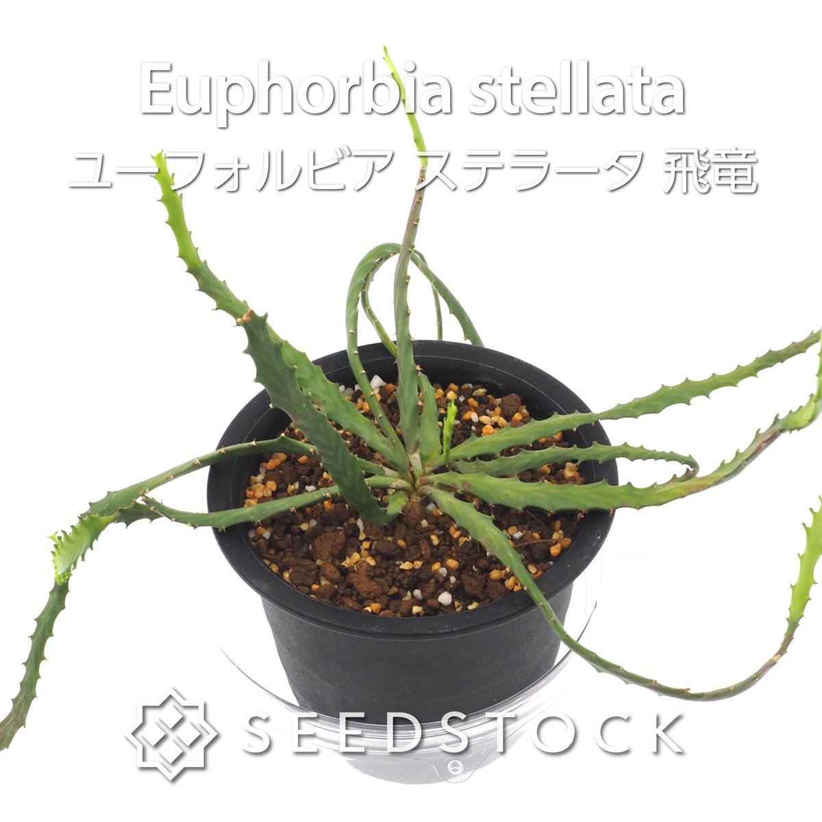 seedstock_jp's tweet photo. こんにちはburuです☀️
本日ご紹介するのはユーフォルビア ステラータです🌱
和名で「飛竜」と呼ばれる、根と波打つ茎の対比が格好良い多肉植物です!
塊根部は太くゴツゴツと育ち、その頂部から平たくギザギザとした緑の茎を放射状に伸ばします。

自生地の南アフリカでは大部分が土に埋まっていますが、浅植えにして自慢の塊根を露出させる仕立て方が人気です✨
成長過程で現れる個性豊かな姿を楽しめるのも種から育てる醍醐味です👍  

▼種子の詳細・ご購入はこちらから

#園芸 #bonsai #ユーフォルビア #ステラータ #塊根植物 #植物のある暮らし