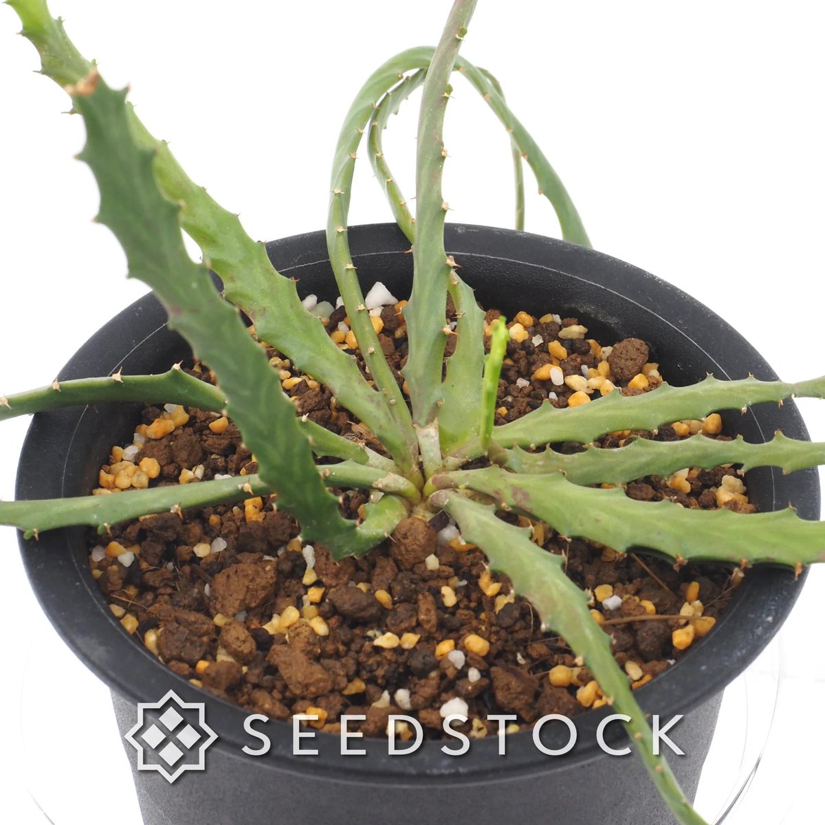 seedstock_jp's tweet photo. こんにちはburuです☀️
本日ご紹介するのはユーフォルビア ステラータです🌱
和名で「飛竜」と呼ばれる、根と波打つ茎の対比が格好良い多肉植物です!
塊根部は太くゴツゴツと育ち、その頂部から平たくギザギザとした緑の茎を放射状に伸ばします。

自生地の南アフリカでは大部分が土に埋まっていますが、浅植えにして自慢の塊根を露出させる仕立て方が人気です✨
成長過程で現れる個性豊かな姿を楽しめるのも種から育てる醍醐味です👍  

▼種子の詳細・ご購入はこちらから

#園芸 #bonsai #ユーフォルビア #ステラータ #塊根植物 #植物のある暮らし