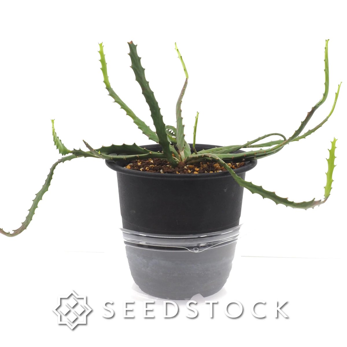 seedstock_jp's tweet photo. こんにちはburuです☀️
本日ご紹介するのはユーフォルビア ステラータです🌱
和名で「飛竜」と呼ばれる、根と波打つ茎の対比が格好良い多肉植物です!
塊根部は太くゴツゴツと育ち、その頂部から平たくギザギザとした緑の茎を放射状に伸ばします。

自生地の南アフリカでは大部分が土に埋まっていますが、浅植えにして自慢の塊根を露出させる仕立て方が人気です✨
成長過程で現れる個性豊かな姿を楽しめるのも種から育てる醍醐味です👍  

▼種子の詳細・ご購入はこちらから

#園芸 #bonsai #ユーフォルビア #ステラータ #塊根植物 #植物のある暮らし