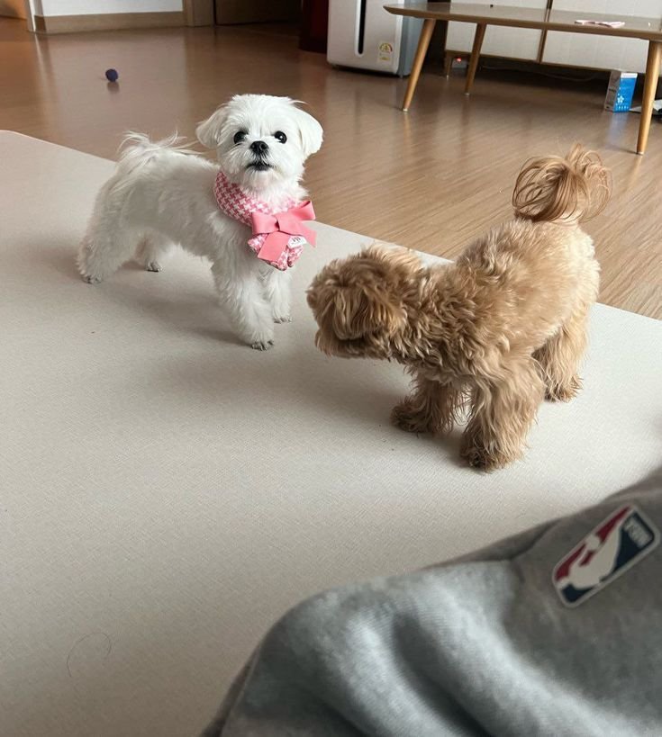 SUNGK1SSED's tweet photo. @ririmoonie twenty fine anche se ora sarò più vicino ai 30 non farmici pensare...
grazie ❤️
i miei gatti 🐕 https://t.co/NQ8iuqAJ2Y