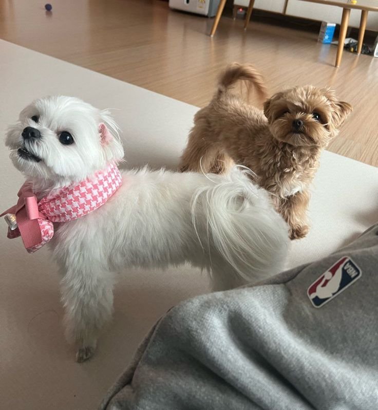 SUNGK1SSED's tweet photo. @ririmoonie twenty fine anche se ora sarò più vicino ai 30 non farmici pensare...
grazie ❤️
i miei gatti 🐕 https://t.co/NQ8iuqAJ2Y