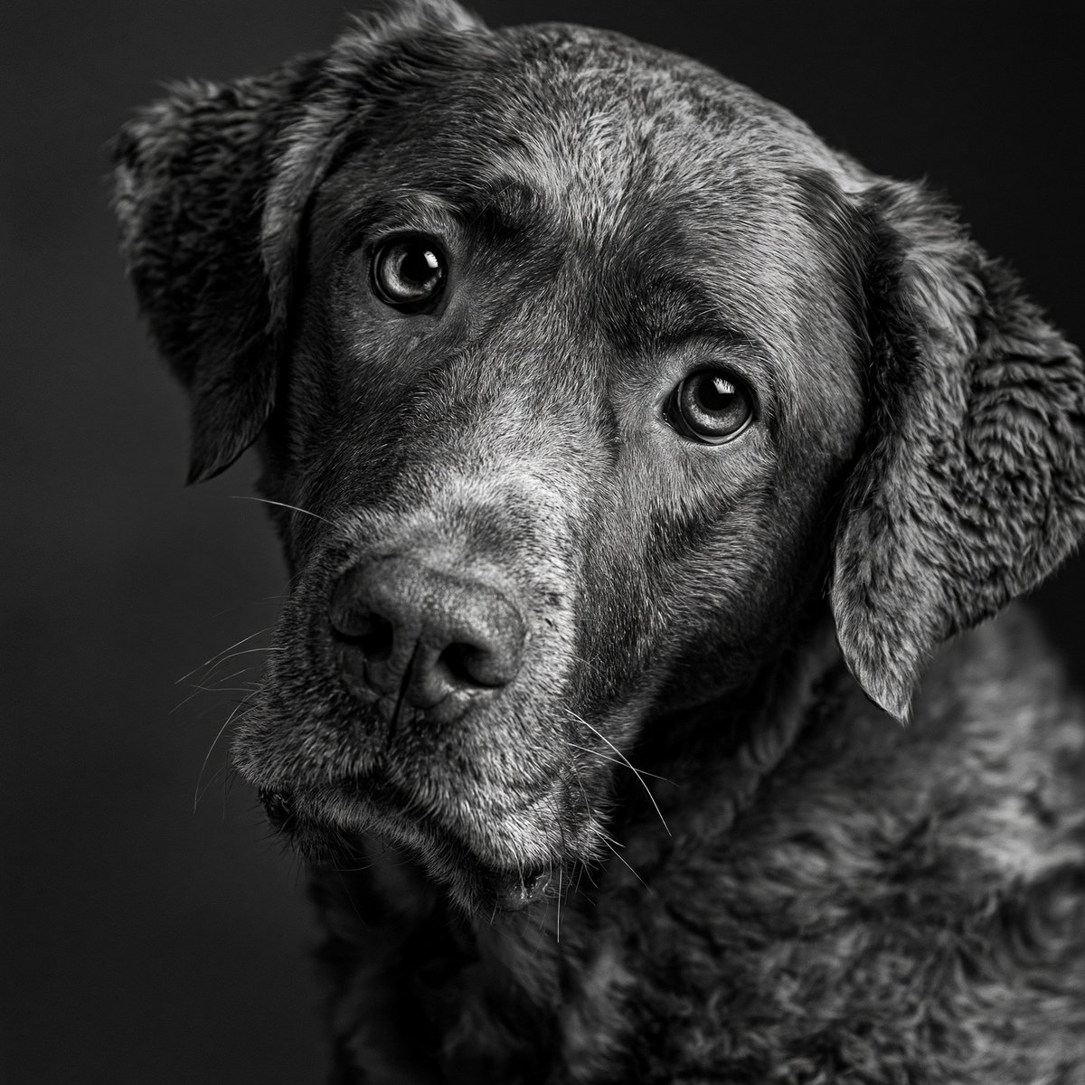 lluisridao's tweet photo. #ia #concert #midjourney #dog https://t.co/fdZrYkzrzd