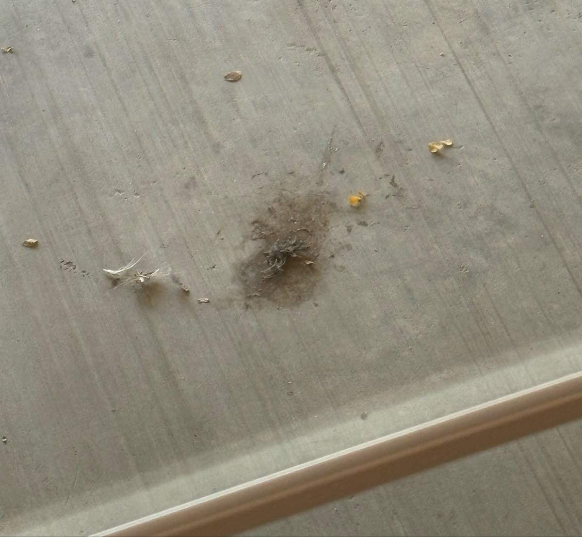 meowabri's tweet photo. The used to be a dead bird there https://t.co/ZUNQ99X8mB