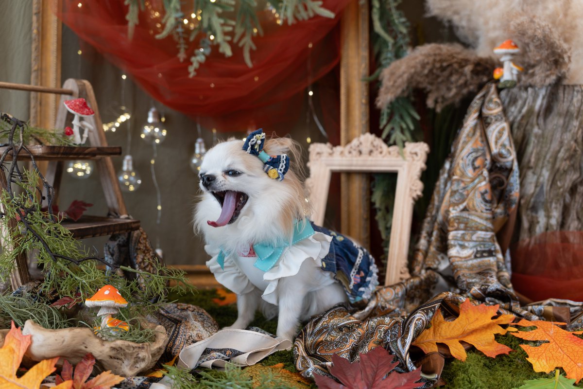altria1114's tweet photo. 撮影疲れたよ🥱
#チワワ #犬 #犬のいる暮らし #犬好きさんと繋がりたい #dog https://t.co/p3t47AXPMw