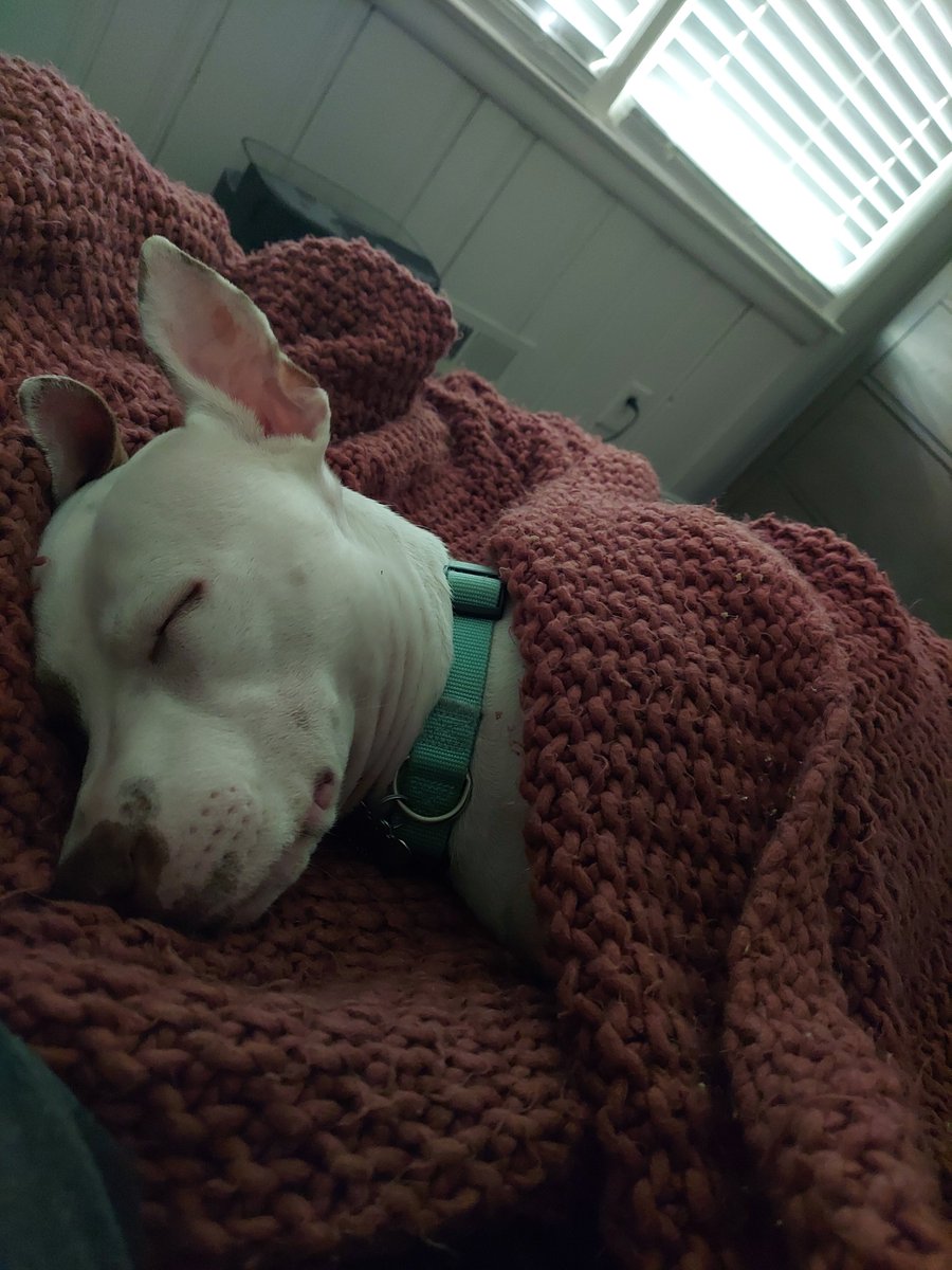 thetonyranch's tweet photo. @lola_rabbbit I'm depressed every night. She curls up next to me like a little croissant under the blanket. https://t.co/xRzvfRuwn3