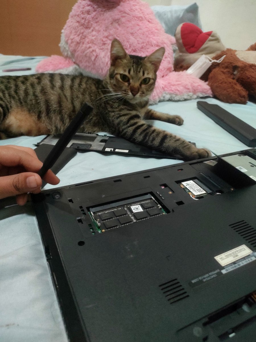 fiisyahr's tweet photo. Heran punya kucing IKUT CAMPUR BANGET 😭😭😭 bongkar laptop ditemenin, pasang wallpaper diliatin, lagi sakit ditungguin, kalemnya kalo tidur doang 😭😭😭 https://t.co/YYqI0SNNiF