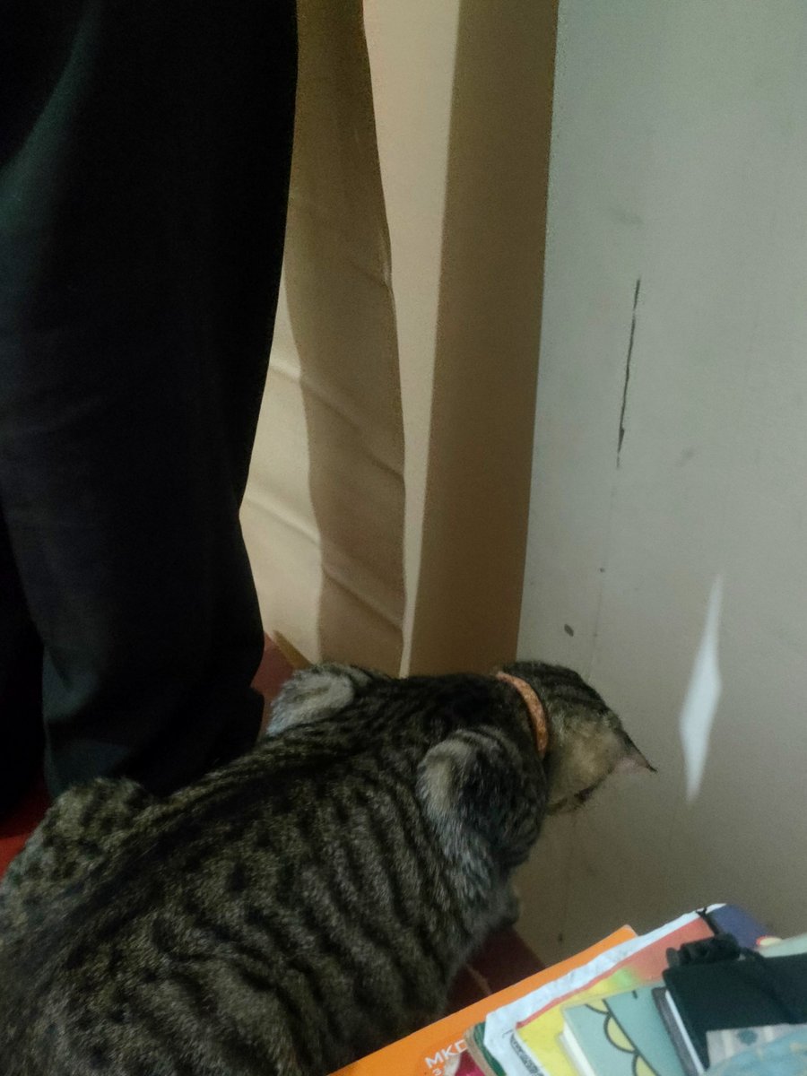 fiisyahr's tweet photo. Heran punya kucing IKUT CAMPUR BANGET 😭😭😭 bongkar laptop ditemenin, pasang wallpaper diliatin, lagi sakit ditungguin, kalemnya kalo tidur doang 😭😭😭 https://t.co/YYqI0SNNiF
