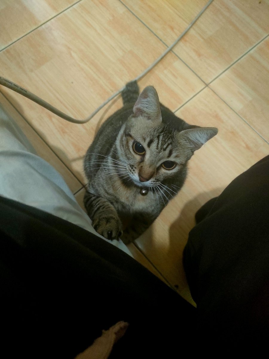 fiisyahr's tweet photo. Heran punya kucing IKUT CAMPUR BANGET 😭😭😭 bongkar laptop ditemenin, pasang wallpaper diliatin, lagi sakit ditungguin, kalemnya kalo tidur doang 😭😭😭 https://t.co/YYqI0SNNiF