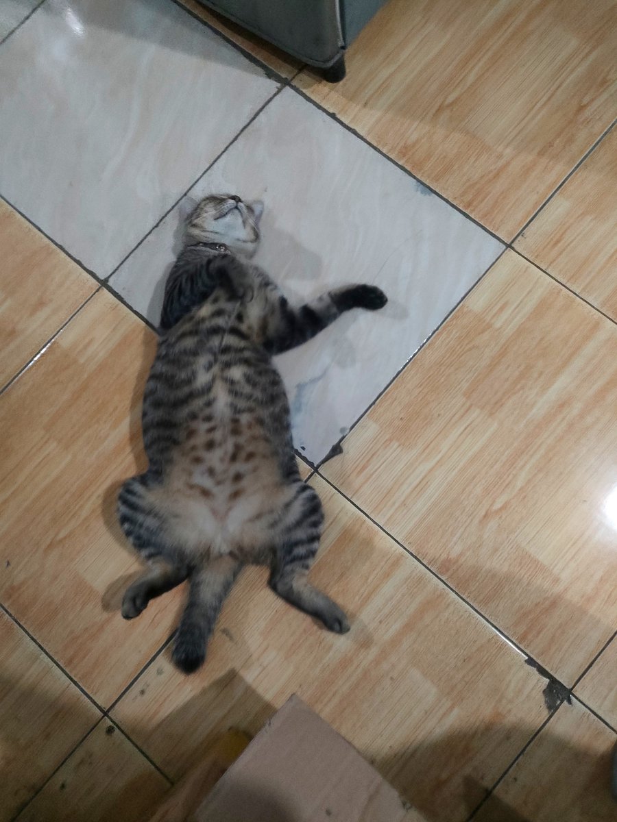 fiisyahr's tweet photo. Heran punya kucing IKUT CAMPUR BANGET 😭😭😭 bongkar laptop ditemenin, pasang wallpaper diliatin, lagi sakit ditungguin, kalemnya kalo tidur doang 😭😭😭 https://t.co/YYqI0SNNiF