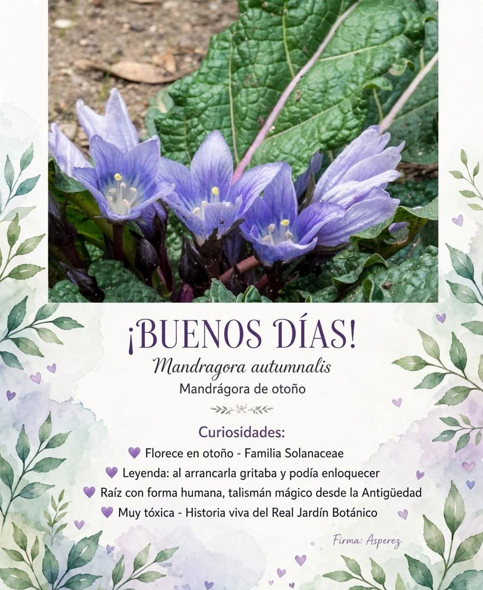 jo17885486's tweet photo. BUENOS DIAS https://t.co/mdkI7VucXv