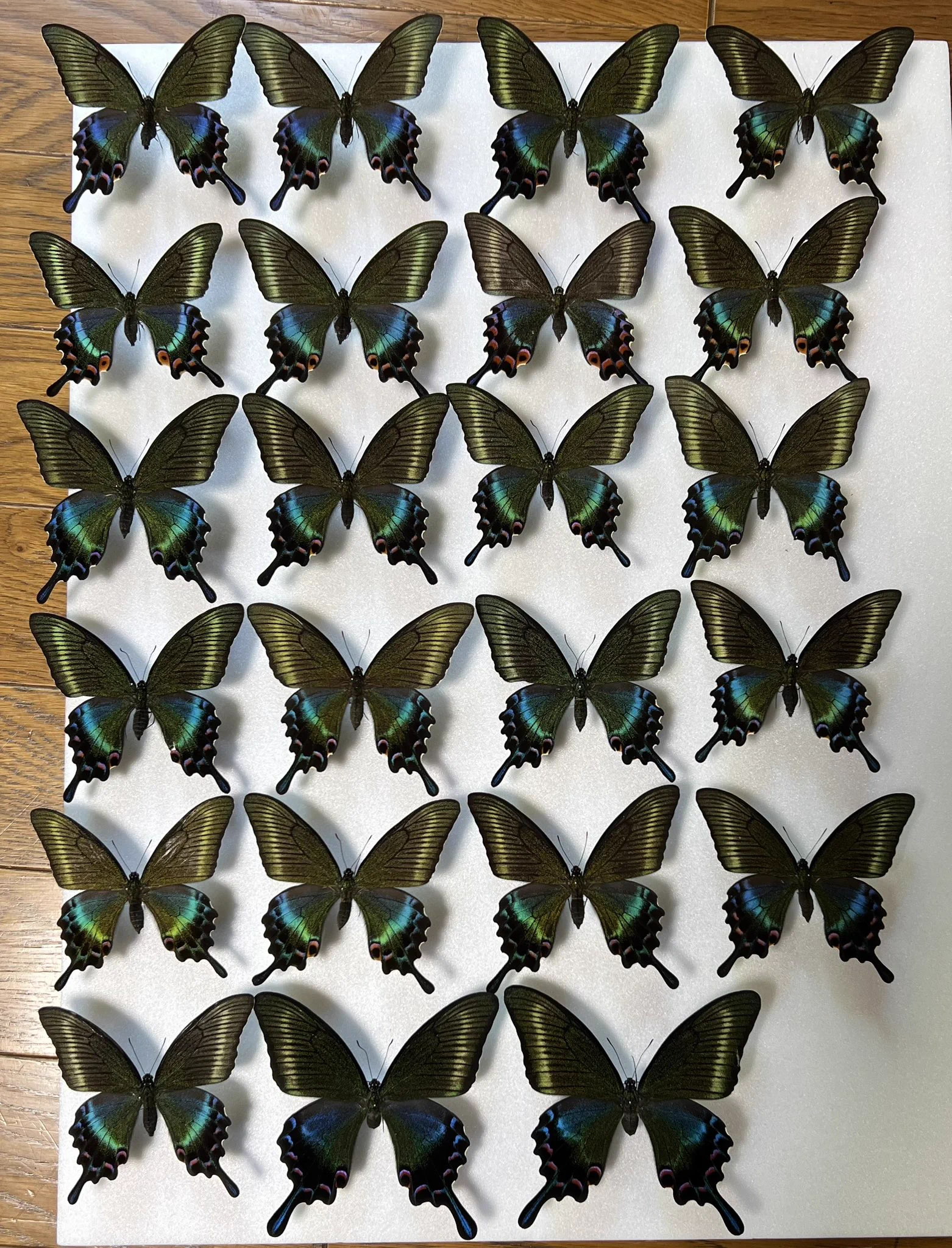 ミヤマカラスアゲハ　標本　飼育品 みっちゃん on X: 