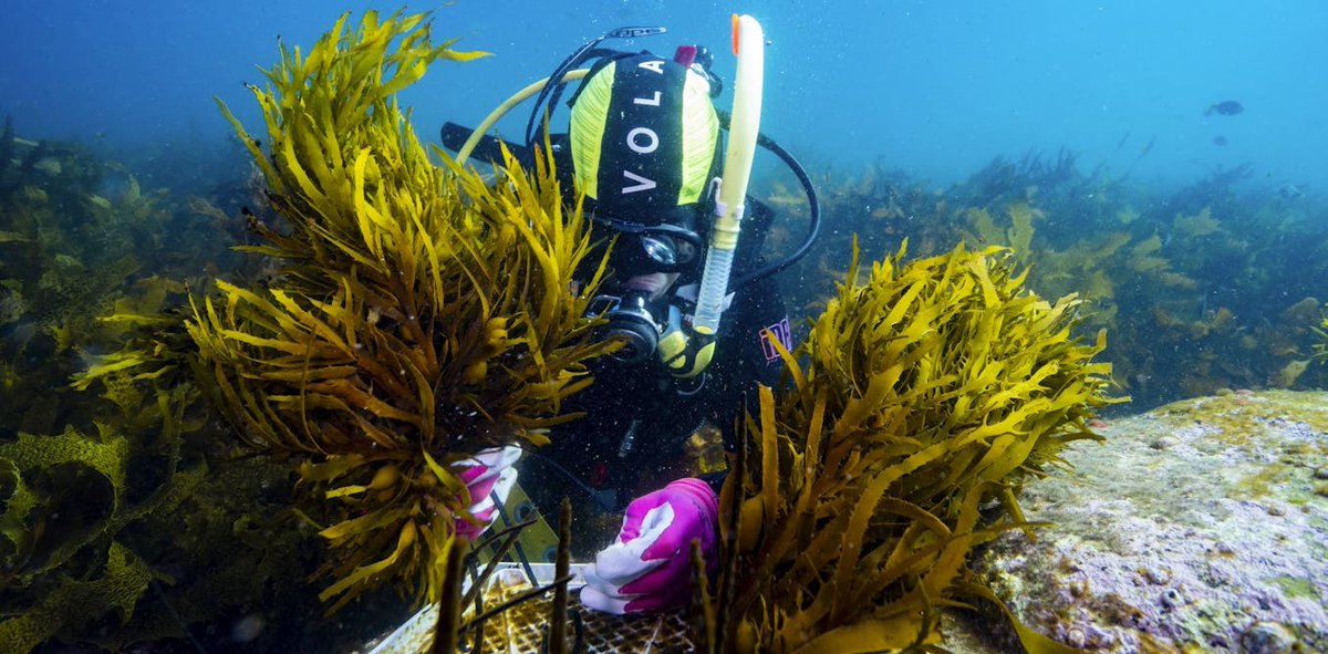 PalmOilDetect's tweet photo. #News: Australia's Southern #ocean #kelp forests are melting away, 65% gone due to #climatechange induced #heatwaves ! 🌊🔥 Scientists are building biobanks to create a #seaweed "insurance policy" #SaveOurOceans #Boycott4Wildlife @palmoildetect https://t.co/PxkMoKh2Zk https://t.co/MSCKeNUuXA