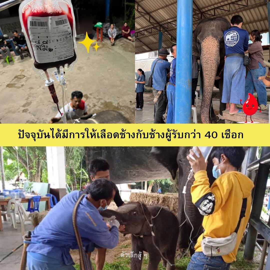 fio_pr's tweet photo. Give Blood Give Life: ชวนคุณมารู้จัก “ธนาคารเลือดช้าง” ของ ส.คช. 

อ่านต่อเพิ่มเติม https://t.co/gIveSrnzZH https://t.co/UsNUhZnxuI